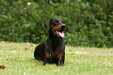 DOBERMANN 1225